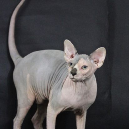 Moon Pet Jaguar 